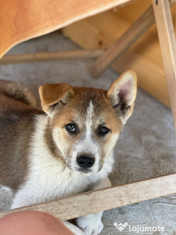 Pui Akita Inu Japonez