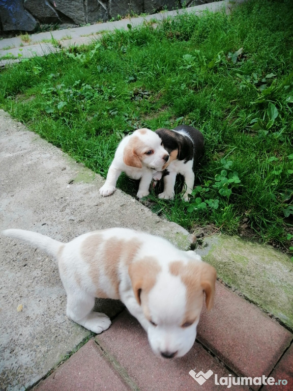 Beagle