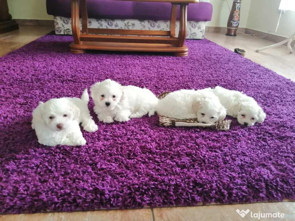 Bichon