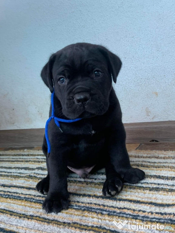 Căței Cane Corso