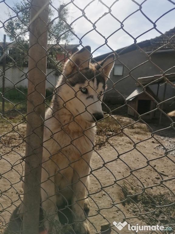 Câinii