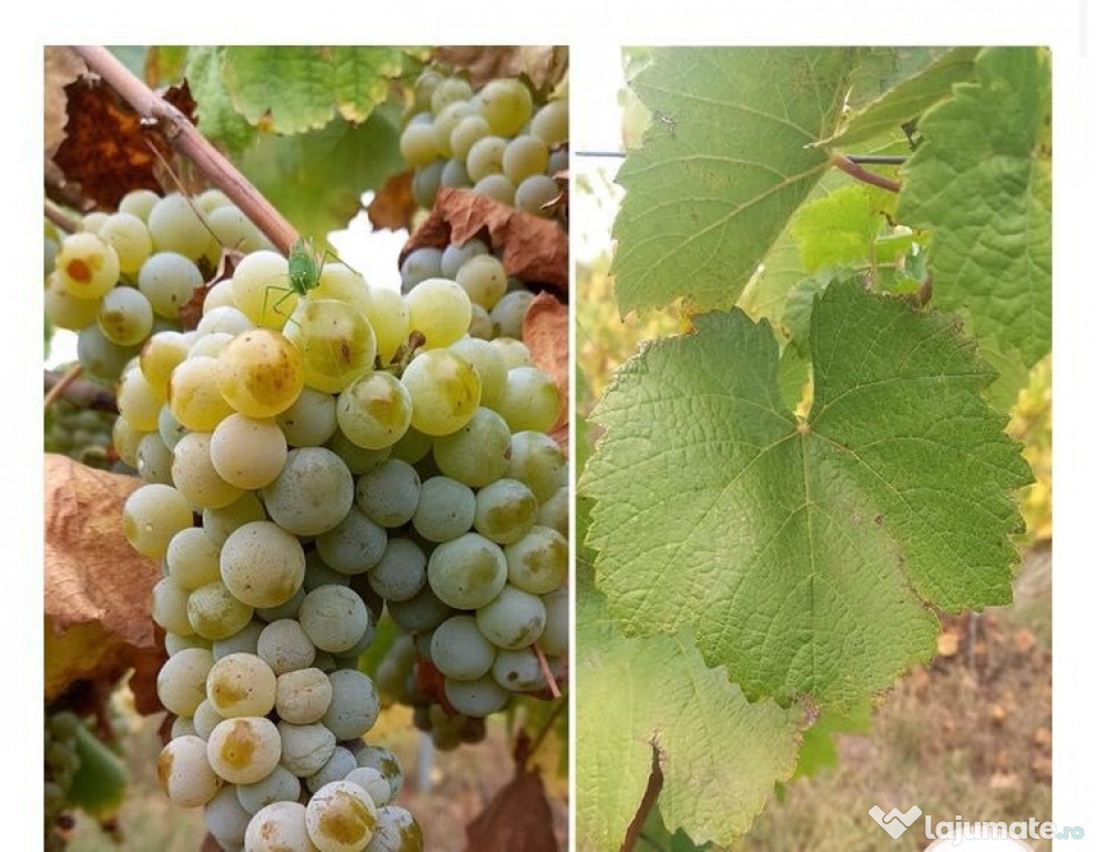 Struguri de vin din productie proprie 2022