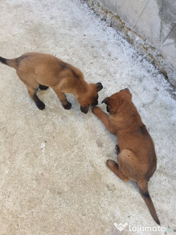 Ciobănesc belgian malinois