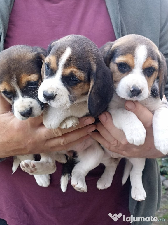 Beagle tricolor