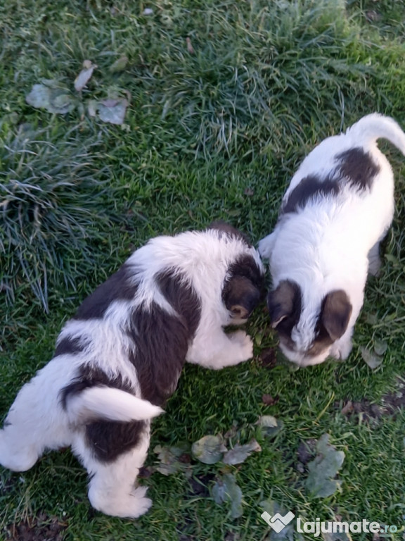 Fox terrier sarmos