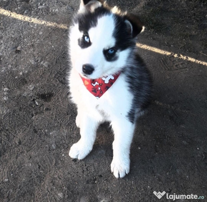 Pui husky siberian