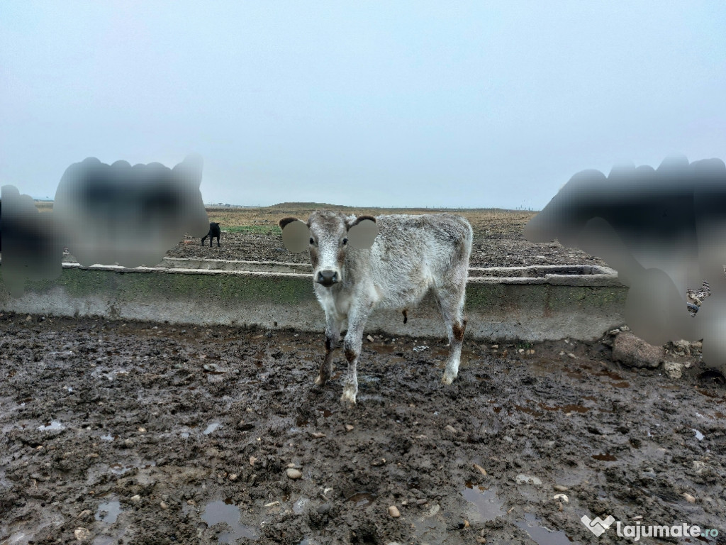 Vând taur rasă de carne CHAROLAIS