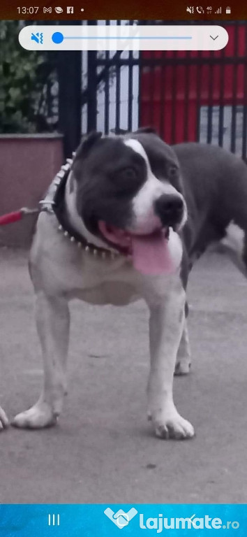 American Bully
