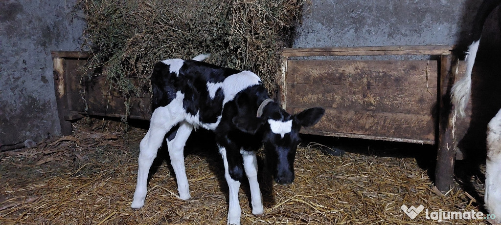 Vând taur de rasă super frumos