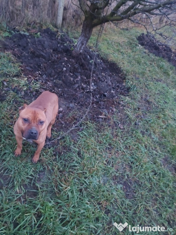 Câine Amstaff mascul.