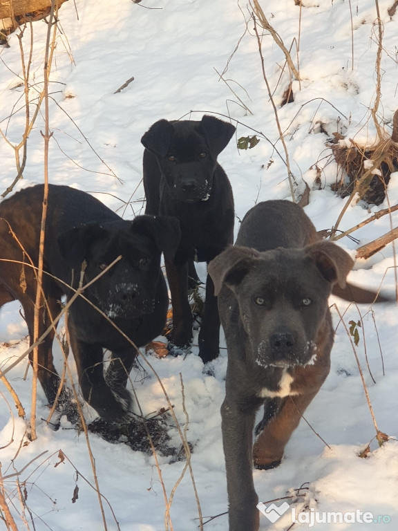 Cane corso,6 luni