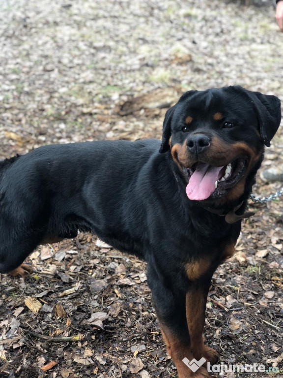 Rottweiler pentru monta