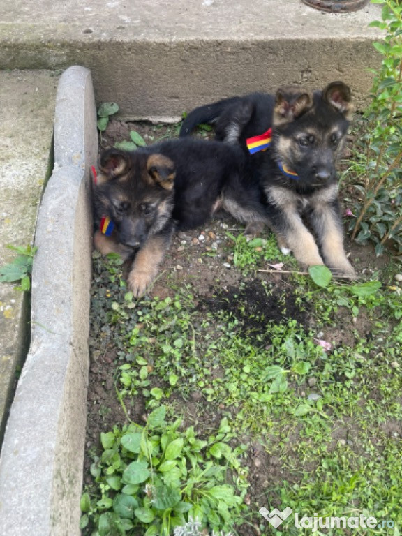 Pui Ciobanesc German