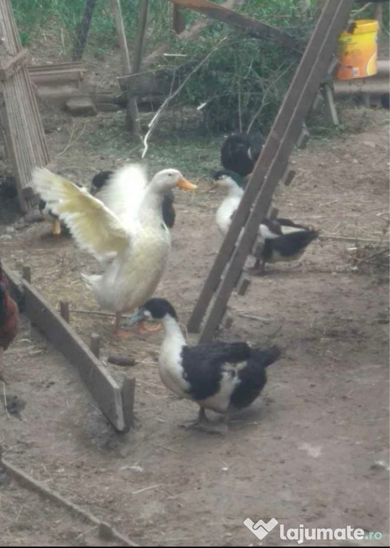 Vând rațe românești