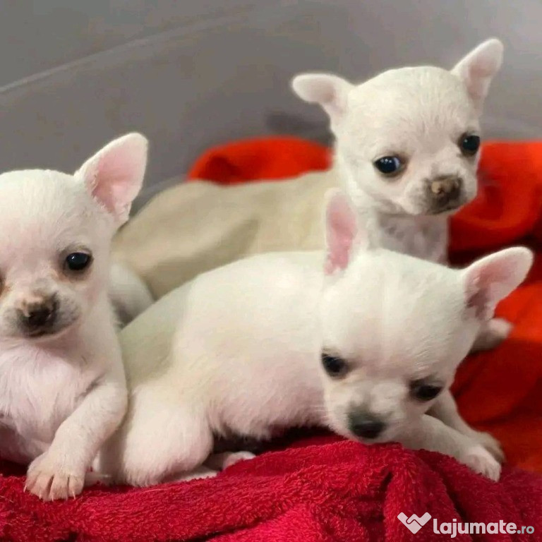Chihuahua, par scurt, talie Mini Toy