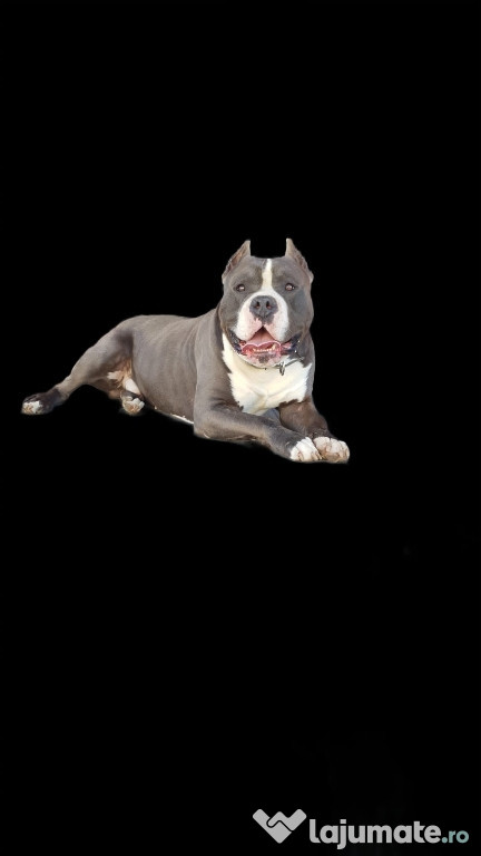 Mascul American Bully XL