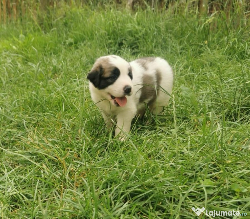 Câini Saint-Bernard