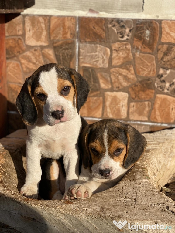 Beagle patru fetițe