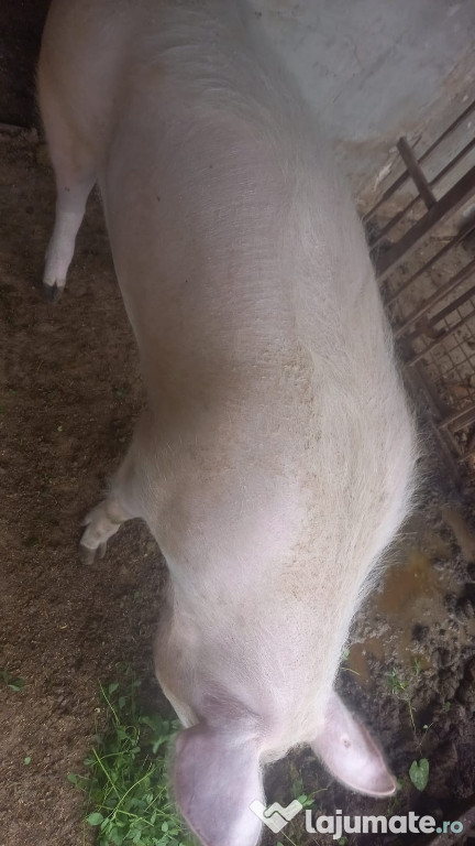 Porc (scrofita de vanzare)