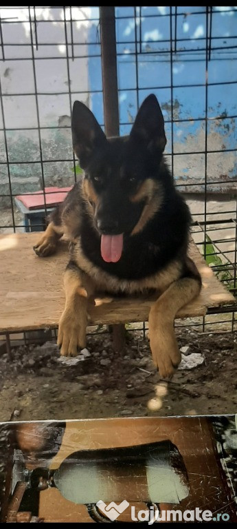 Ciobanesc german