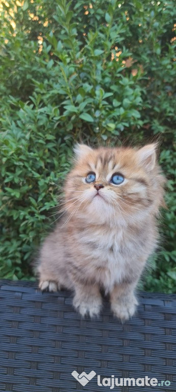 Pisica persana chinchilla