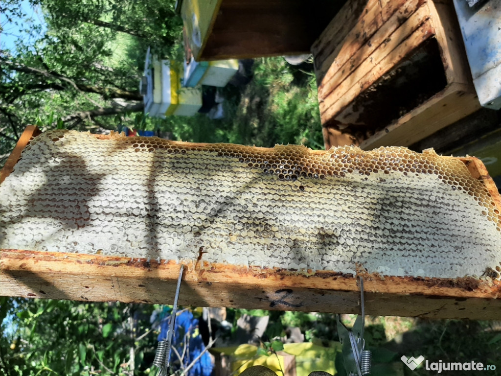 Miere de albine polifloră și de salcâm