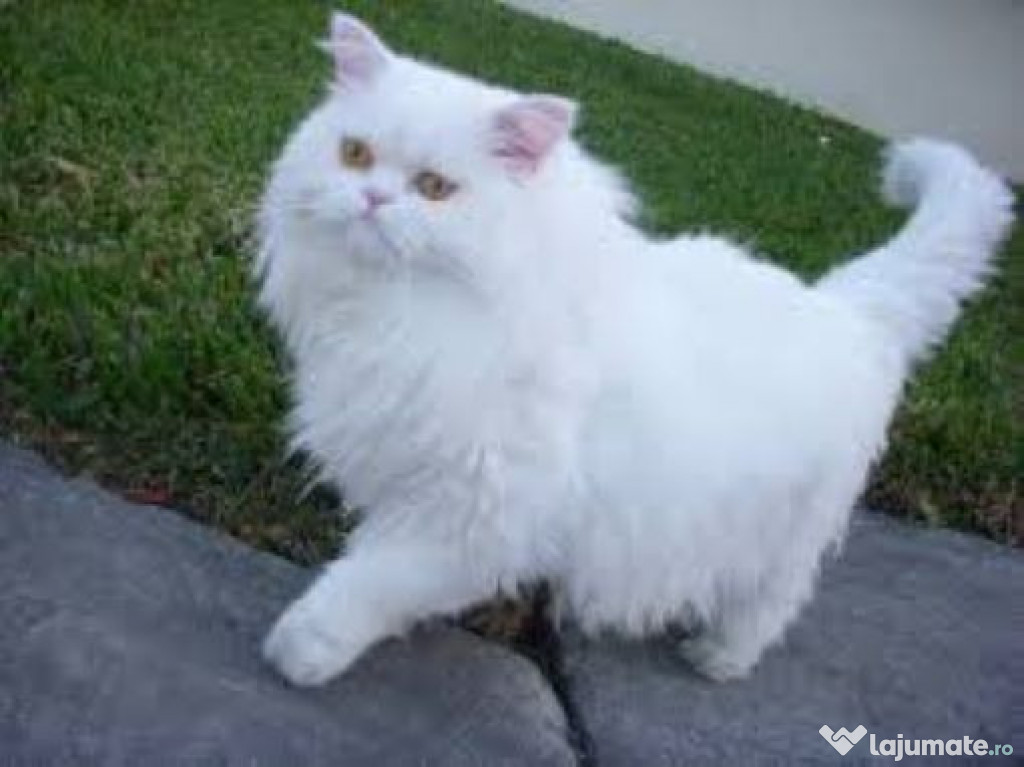 Pisicuța persană albă.
