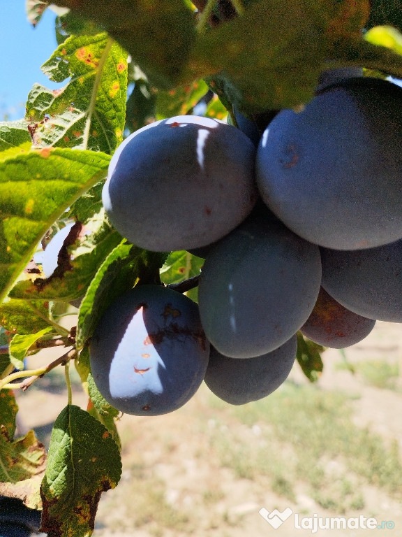 Prune centenar de vanzare