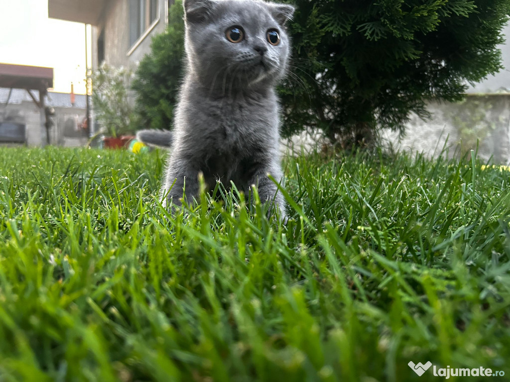 Băiețel Scottish fold