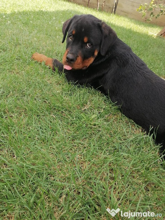 Femela rottweiler