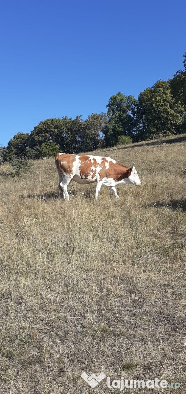 Vaca baltata romanesca