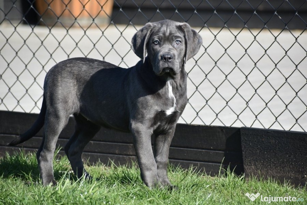 Catelusi Cane corso de culoare albastra