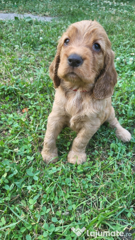 Cocker spaniel auriu