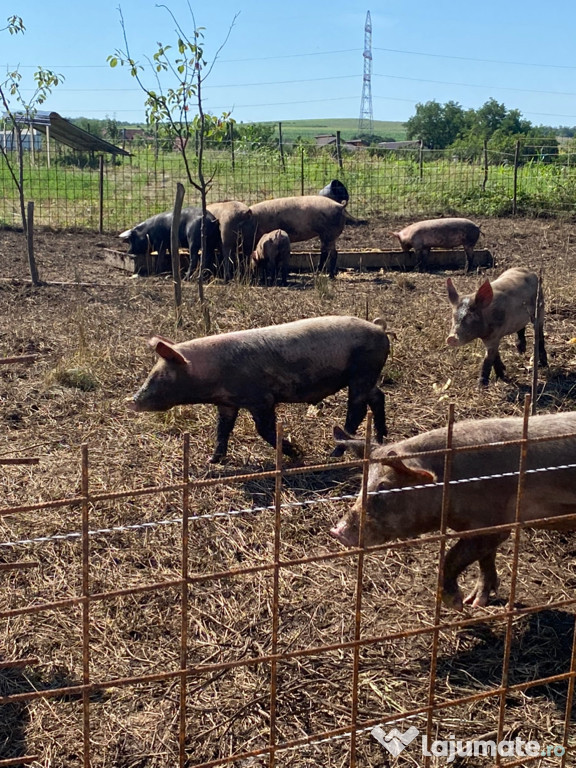 Vand porci pentru sacrificat sau soldani