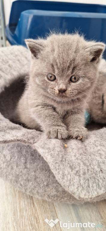 British shorthair ,rasă pură