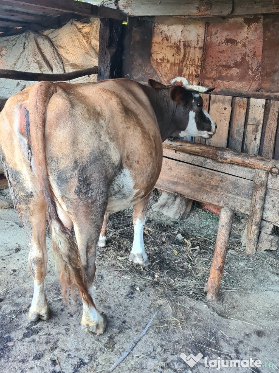 Vând vaca gestanta in 8 luni jumatate