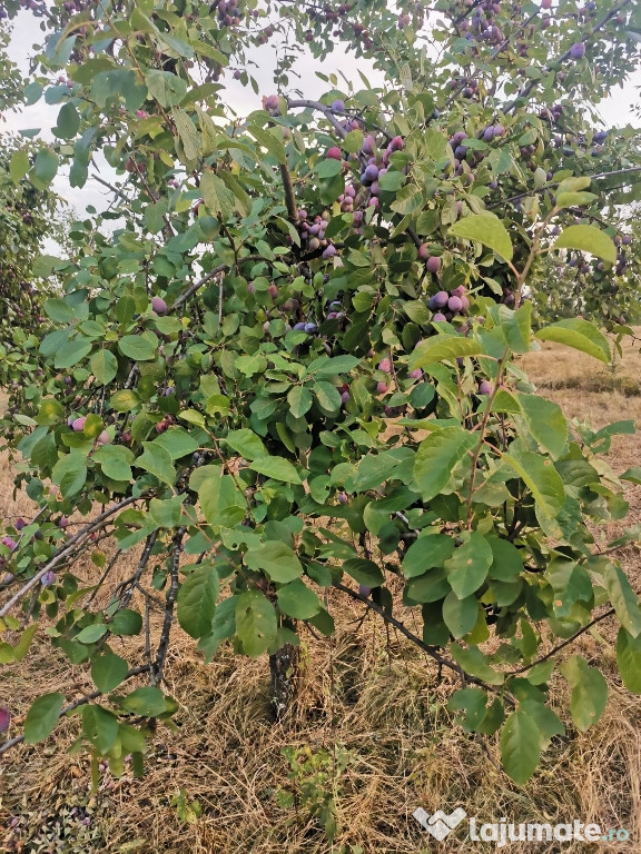 Prune zemoase pentru țuică