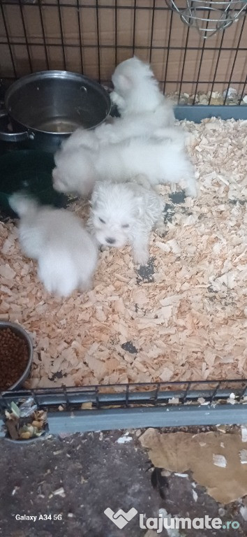 Bichon maltez rasă pură