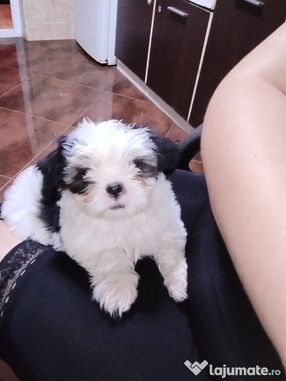 Shih tzu pui 2 luni