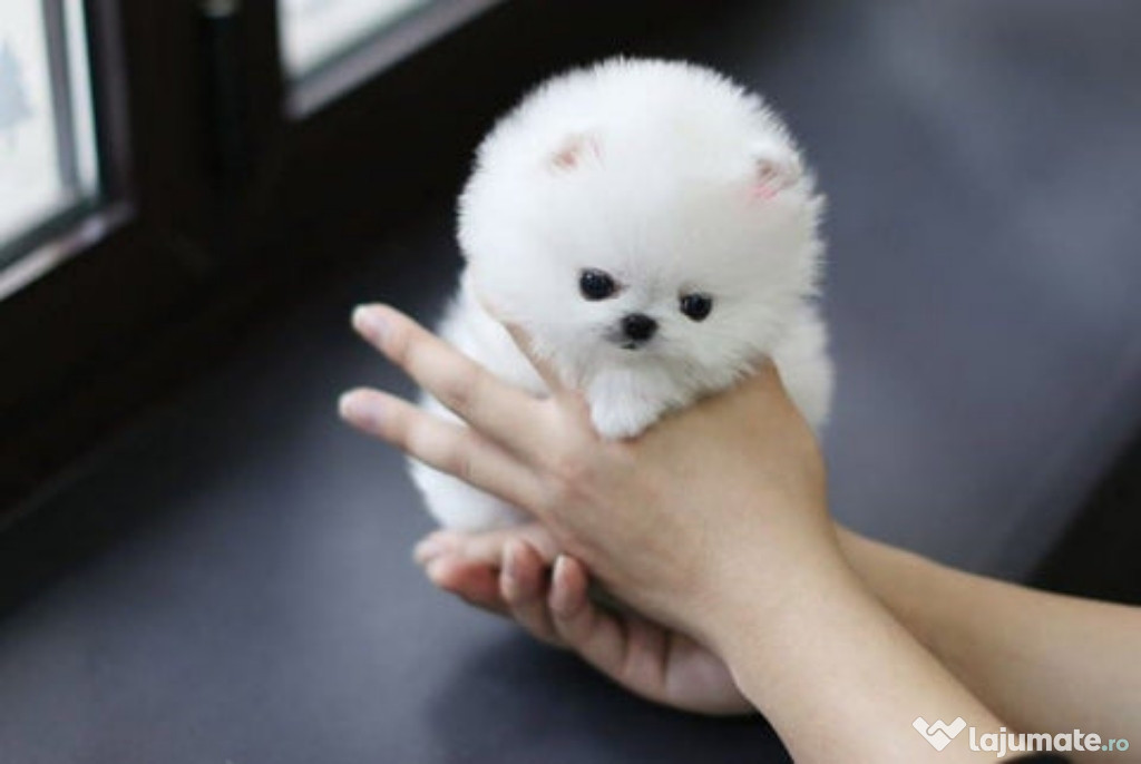 Pomeranian mini teacup