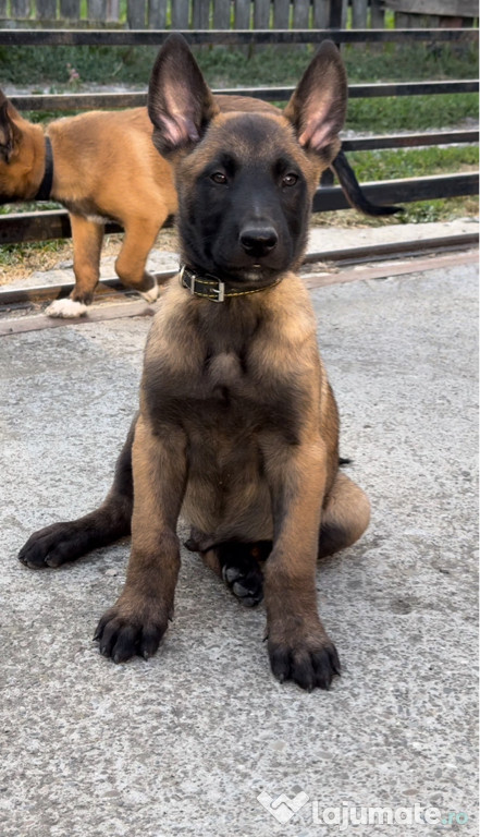 Pui Ciobanesc Belgian Malinois