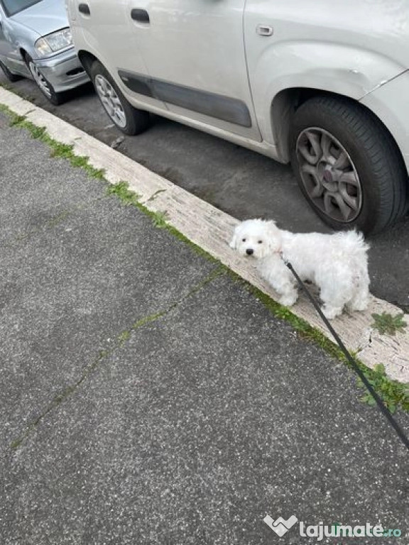 Bishon Di su maltese