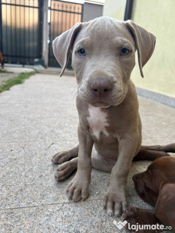 Căței Amstaff Județul Iași