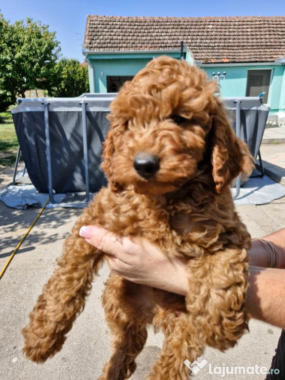 Pudel-Caniche roscati (red)