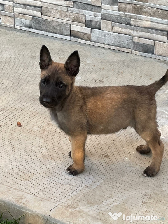 Căței Ciobanesc Malinois Belgian