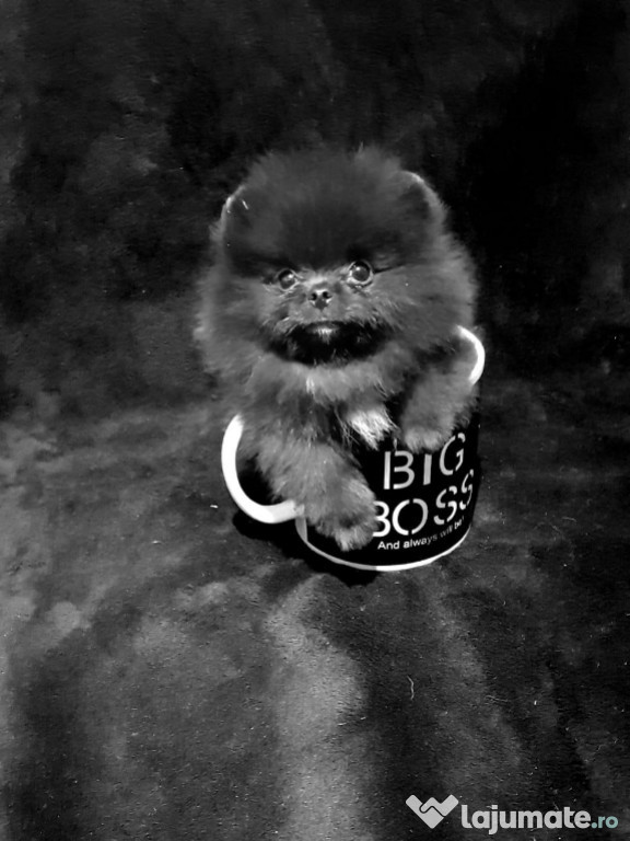 Pomeranian mini teacup