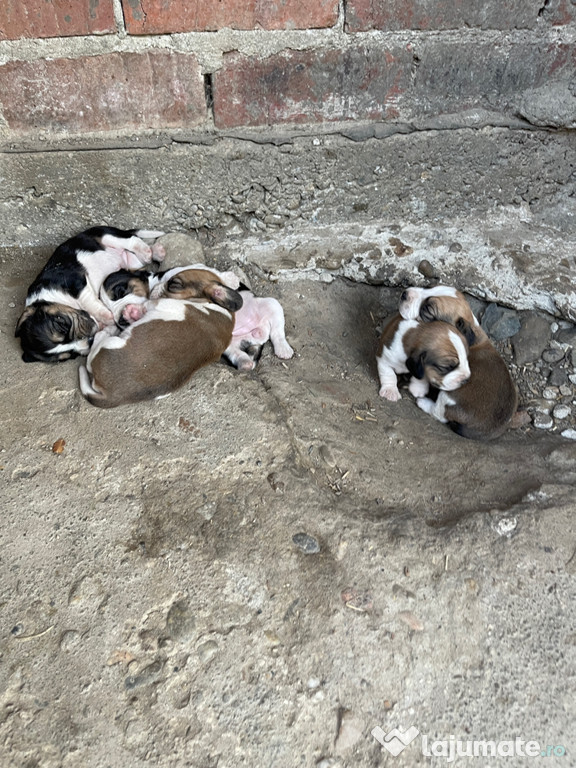 Beagle bicolor si tricolor