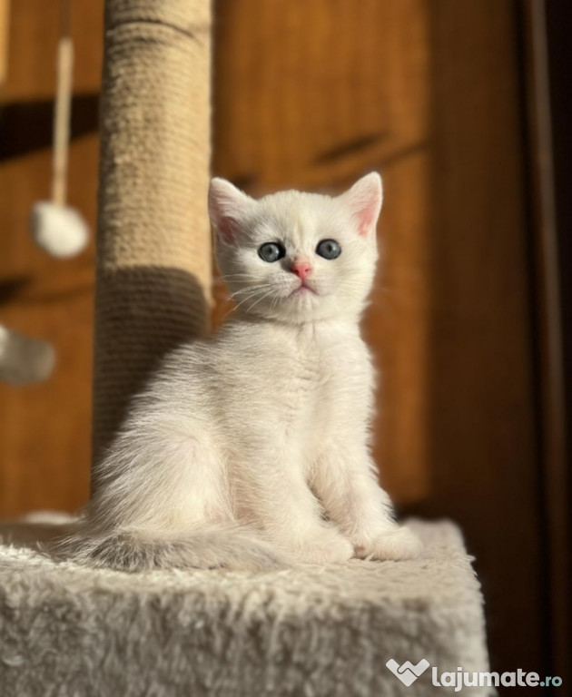 British shorthair pui