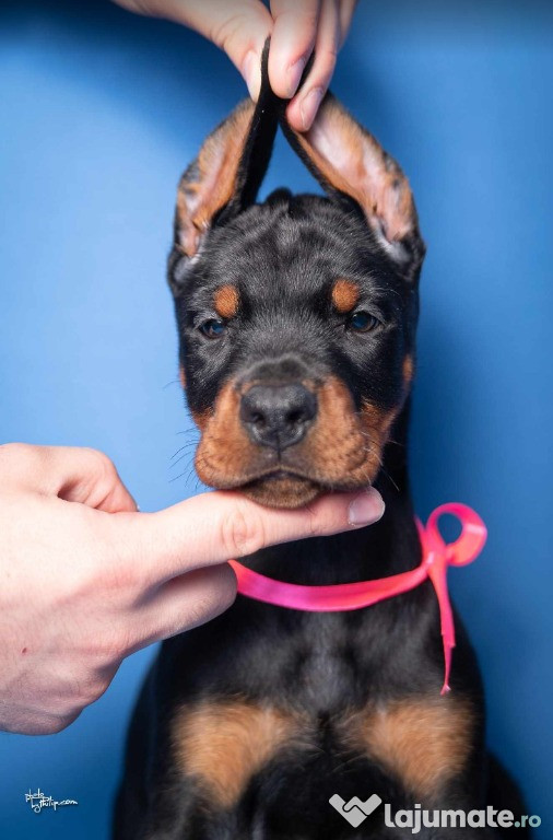 Doberman cățeluși de vânzare