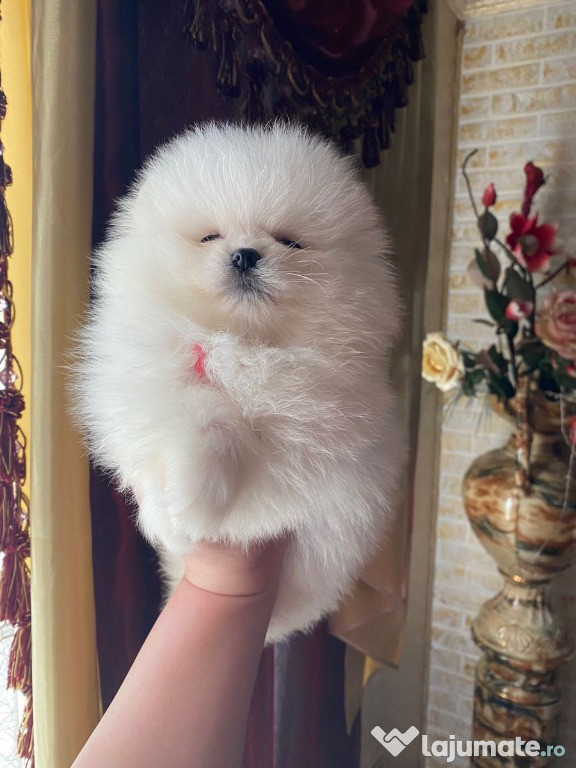 Pui Pomeranian cu pedigree FCI ,posibil pasaport